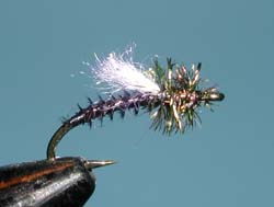 Midge Pupa
