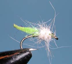 Palamino Midge