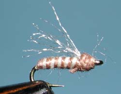 Tan Rainbow Midge