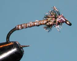 stripped herl peacock pupae
