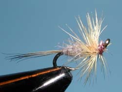 Buff Midge