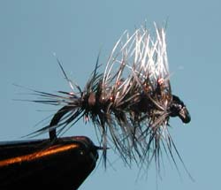 Griffith Gnat