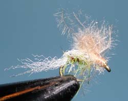 CDC Emerger