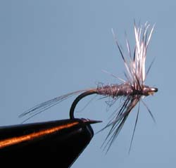 Grey Midge
