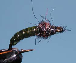 Bronze Diptera