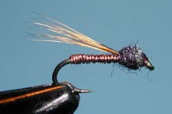 Winged Brassie