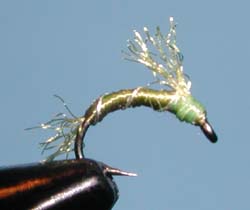 Trailing Shuck Olive Emerger