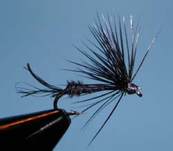 Hatching black midge
