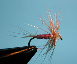 Size 16 Adult Crane fly 
