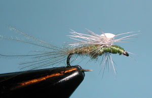 Sproat Midge