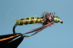 Small Caddis Larvae
