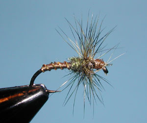 Hatching Buzzer