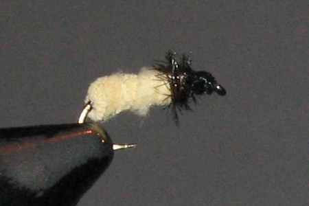 Image of Chamois Caddis