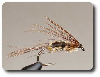 Woven Stonefly image