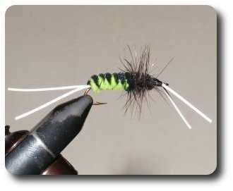 Tigerstripe Bitch creek nymph