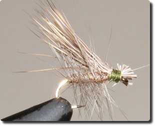 #16 EHC image