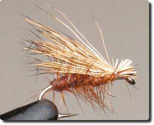 Brown EHC image