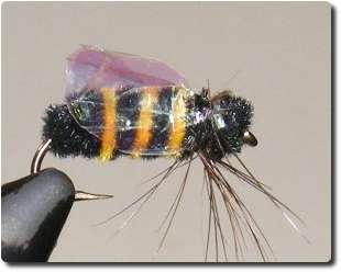 Bumblebee image