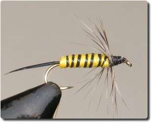 Bicolor Yellow Jacket image