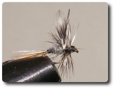 Midge Adams image