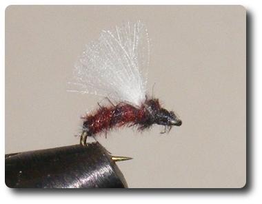 Wissahickon Midge image