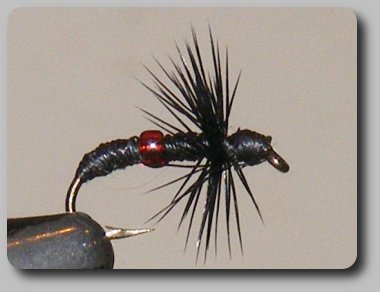 Black Widow-Soft Hackle Spider image