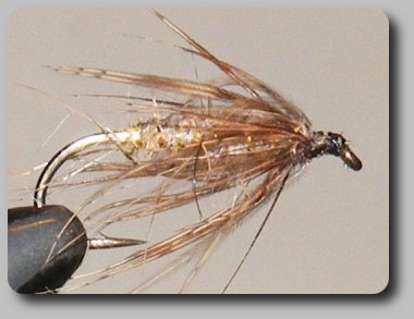 Hares Ear Spider image
