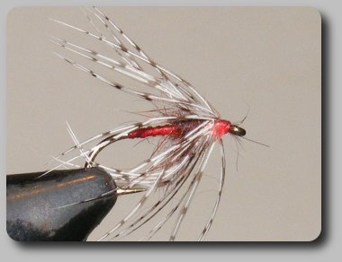 North Country Spider image