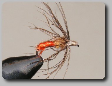Partridge and Orange image