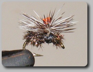 Parachute Peacock Spider image