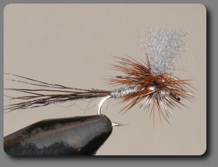 Adams Variation image