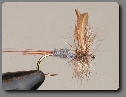 Burned Wing Adams image