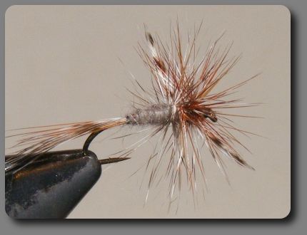 Spent Wing Adams image