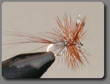 Traditional Adams image