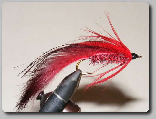 Coyote Tail