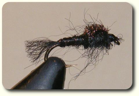 Alpaca Nymph image