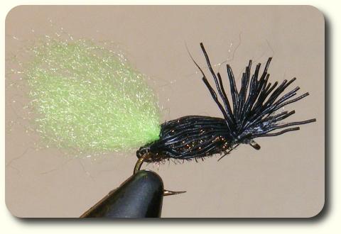 Beetle image