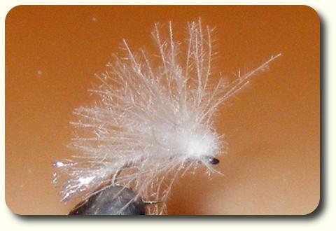Ridley Creek Fuzzball