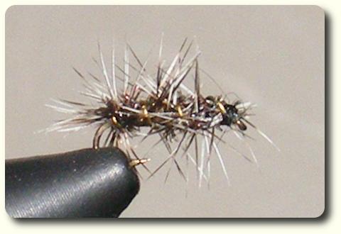 Griffith Gnat image